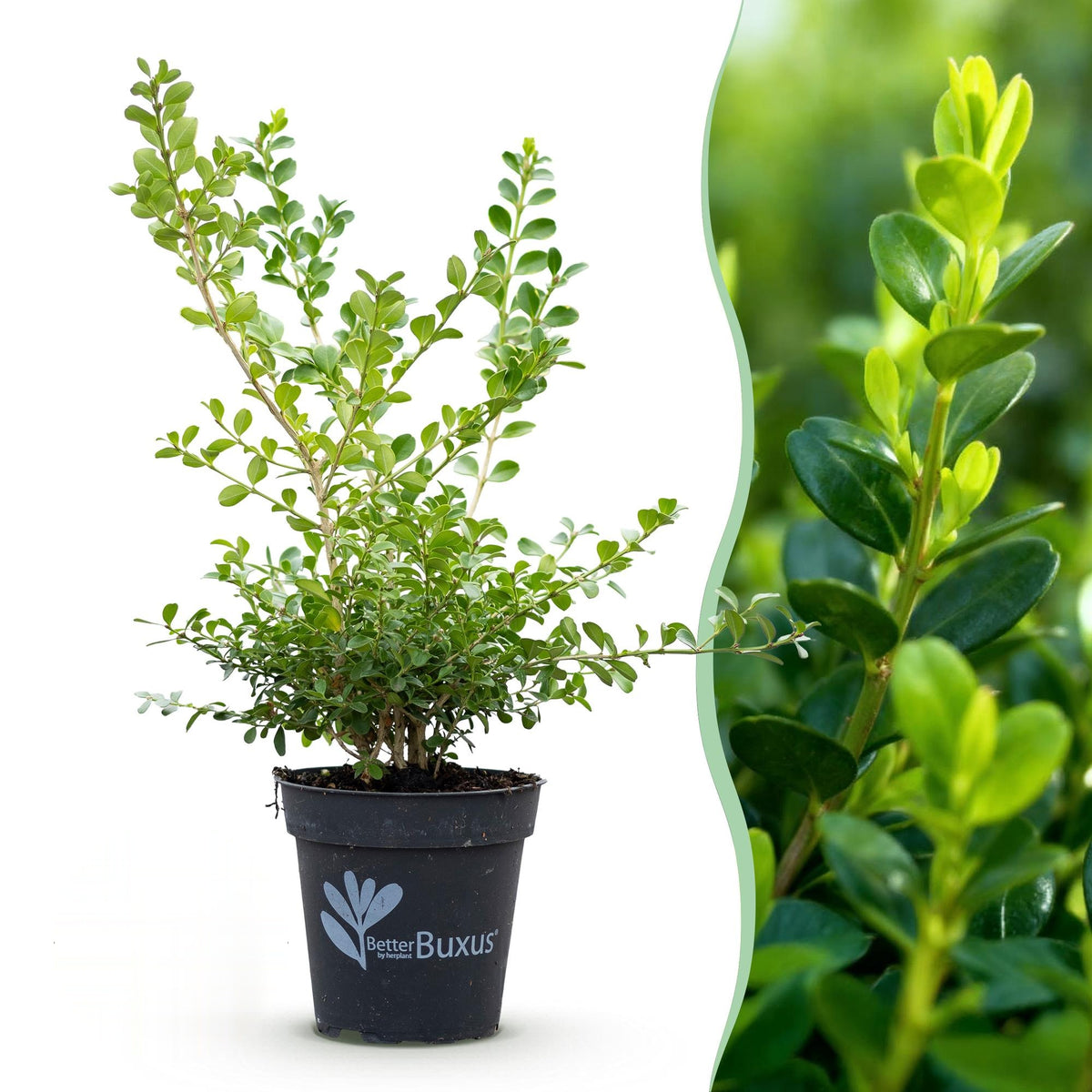 BetterBuxus Babylon Beauty, tegen buxusschimmel, detail van het blad en de plant