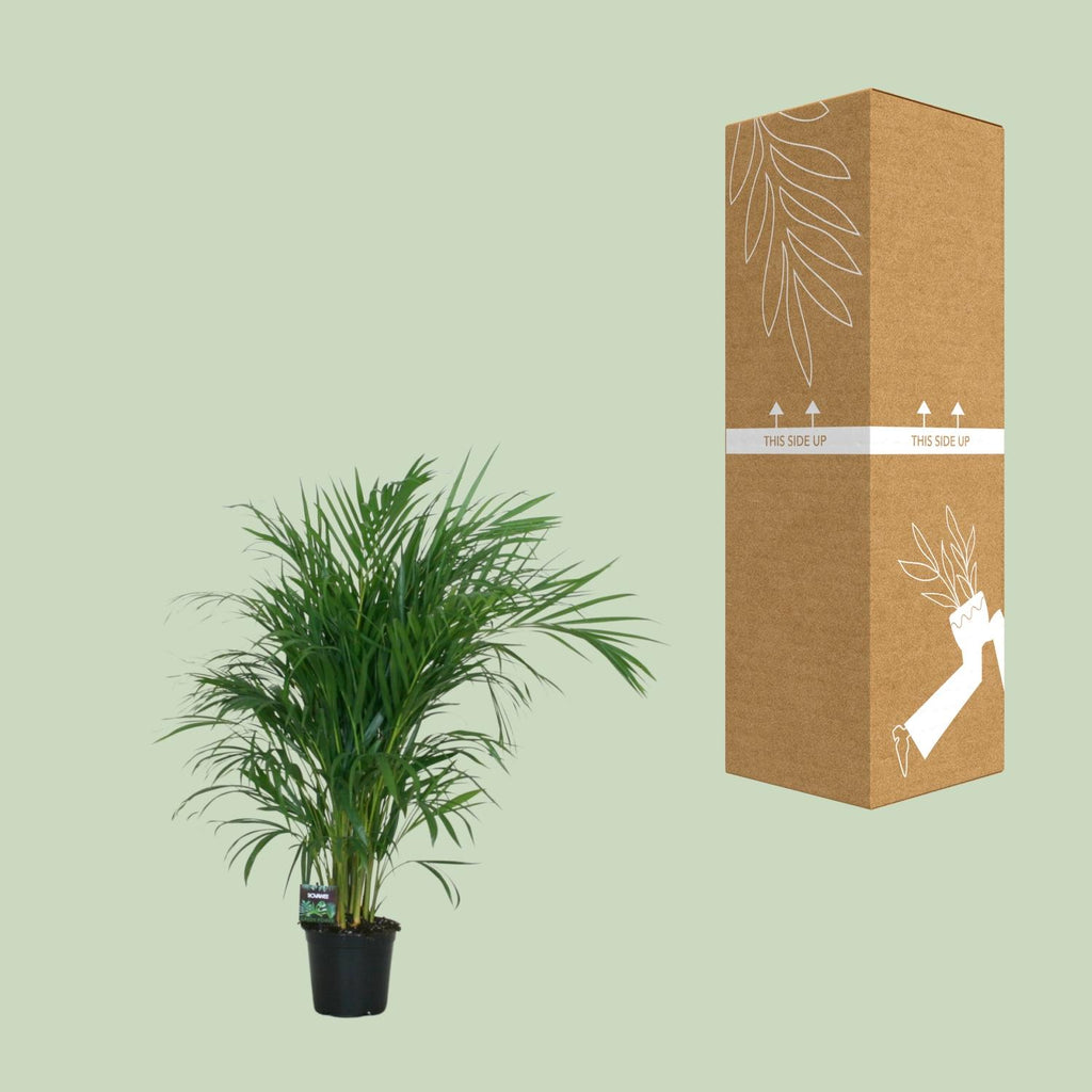 Detailfoto van Dypsis Lutescens 120