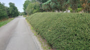 Cotoneaster suec. &