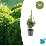 Buxus Sempervirens, 10-25 cm hoog