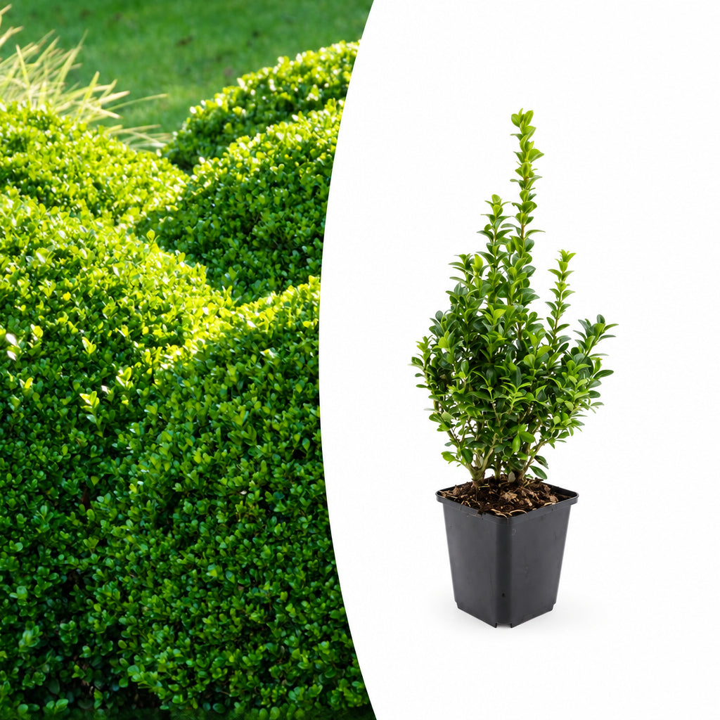 Buxus Sempervirens, 10-25 cm hoog, plant in pot