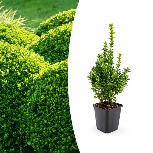 Buxus Sempervirens, 10-25 cm hoog, plant in pot