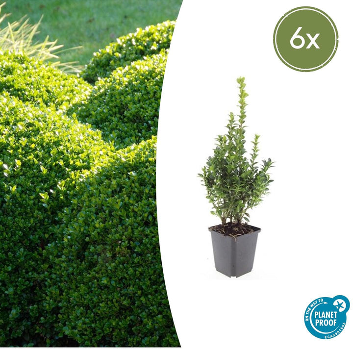 Buxus Sempervirens, 10-25 cm hoog