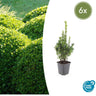 Buxus Sempervirens, 10-25 cm hoog