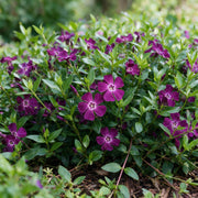 Vinca minor &
