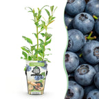Blauwe bes Vaccinium corymbosum Northland, geschikte tuinplant