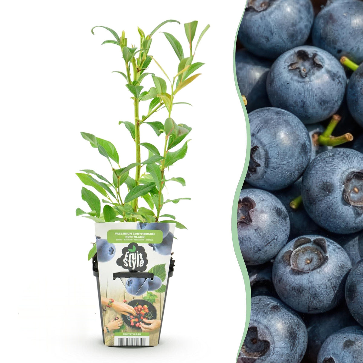 Blauwe bes Vaccinium corymbosum Northland, geschikte tuinplant