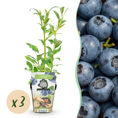 Blauwe bes Vaccinium corymbosum Northland, geschikte tuinplant