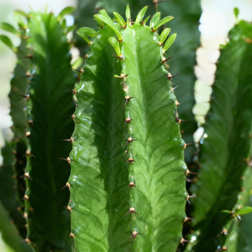 Euphorbia eritrea, 70 cm hoog, gezonde plant