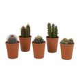 Productfoto van Cactus mix