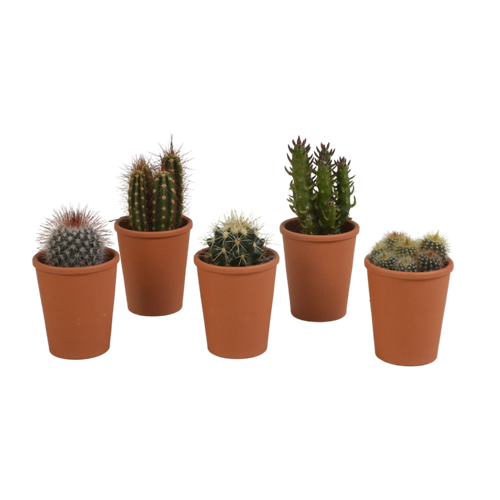 Productfoto van Cactus mix
