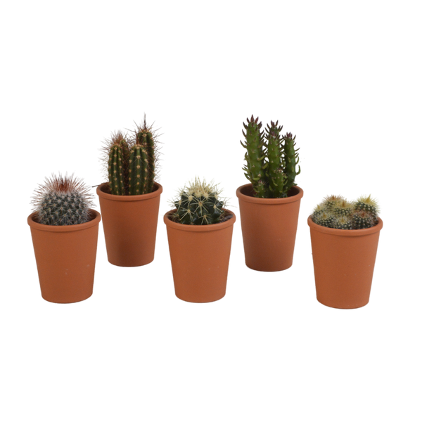 Cactus mix