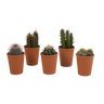 Cactus mix