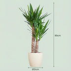 Yucca Elephantipes met witte pot, groene bladeren