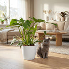 Philodendron Lacerum met witte pot, plant in pot
