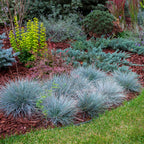 Festuca glauca Intense Blue, 50 cm hoog, kenmerkend blad