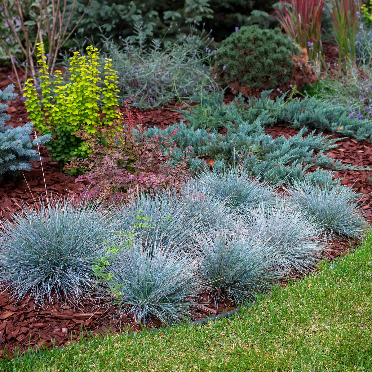 Festuca glauca Intense Blue, 50 cm hoog, kenmerkend blad