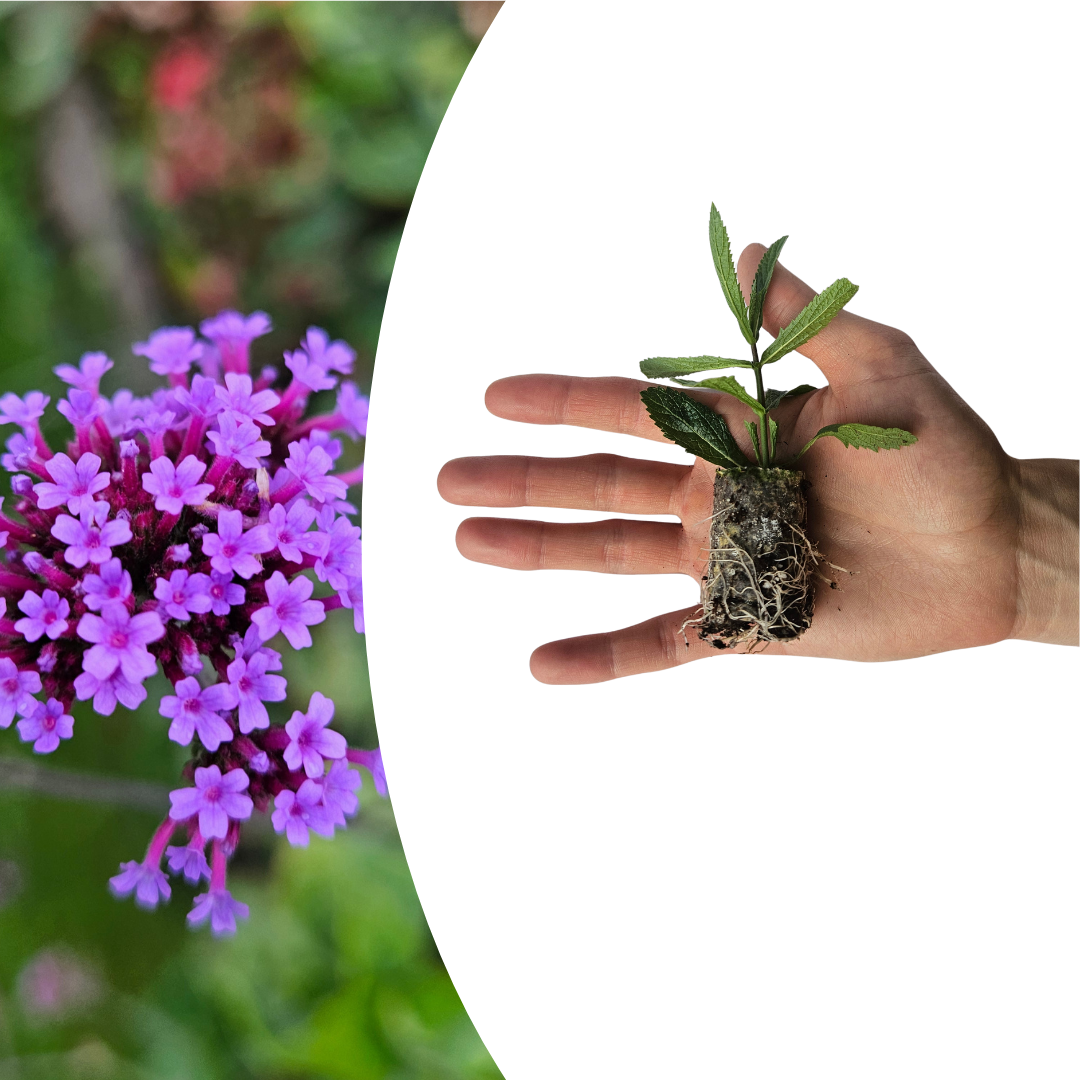 Verbena – 6 Pluggen | Kweek & Geniet van Prachtige Verbena, groeiwijze van de plant