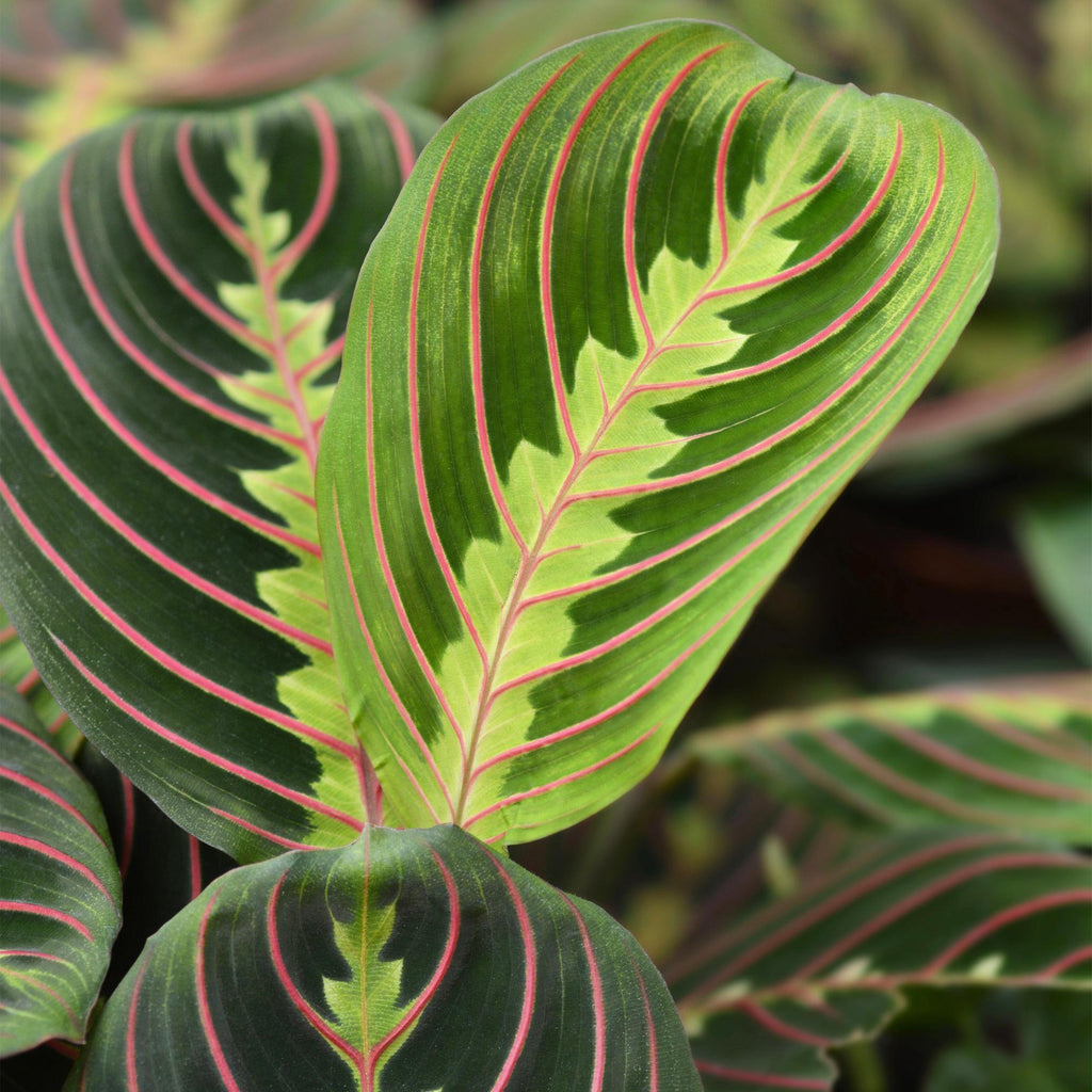 Maranta Fascinator Tricolour met witte pot, compacte plant