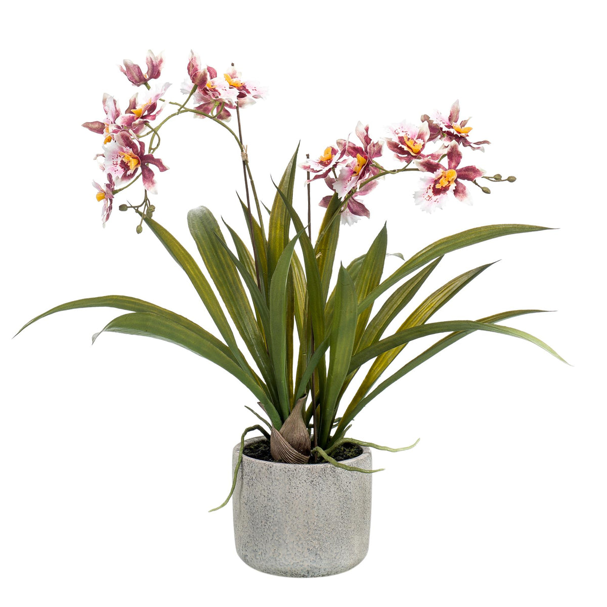 Kunstplant - Orchidee - Bordeaux, groeiwijze van de plant