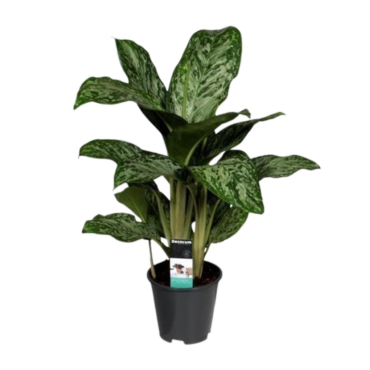 Detailfoto van Aglaonema Greenlight (Decorum)