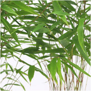 Fargesia rufa, bladhoudende bamboe voor de tuin (6x)