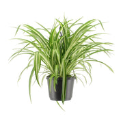 Chlorophytum Comosum Variegatum