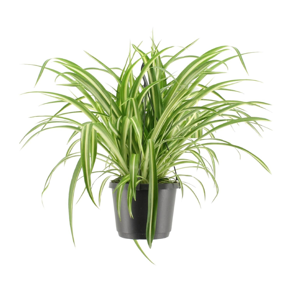 Chlorophytum Comosum Variegatum, plant in pot