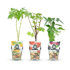 Fruitplanten tricolour mix, rode bes, gele framboos en zwarte braam, gezonde plant