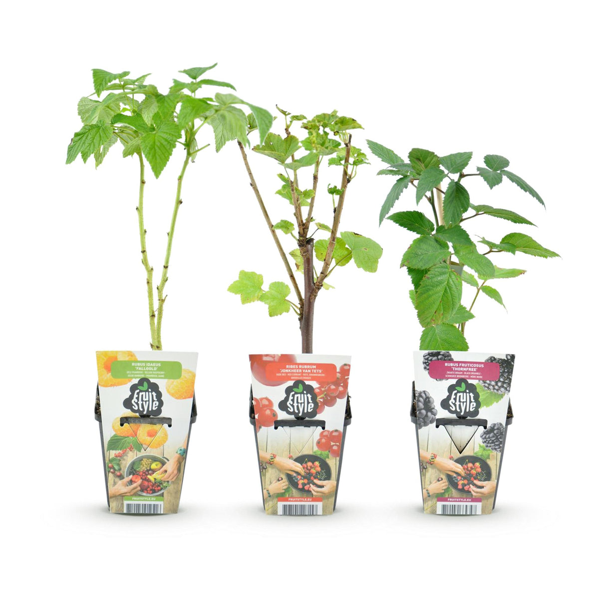 Fruitplanten tricolour mix, rode bes, gele framboos en zwarte braam, gezonde plant