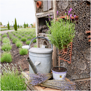 Lavandula stoechas Anouk® op stam in Lavendelprint sierpot