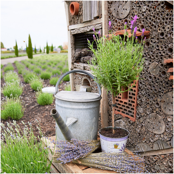 Lavandula stoechas Anouk® op stam in Lavendelprint sierpot