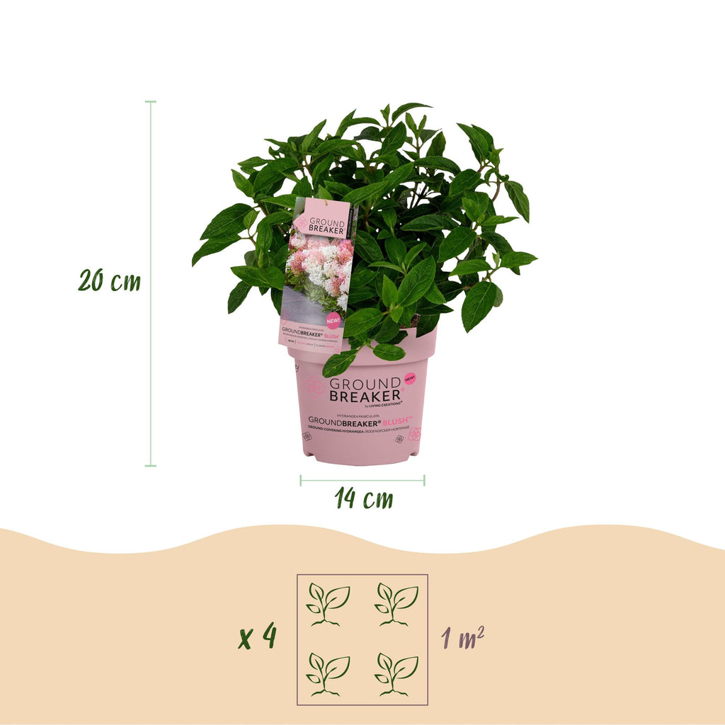 Hydrangea panniculata Groundbreaker Blush, groeiwijze van de plant