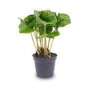 Coffea arabica, koffieplant voor terrarium