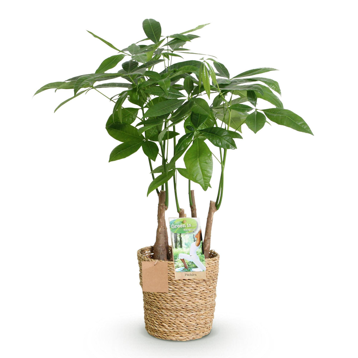 Pachira Aquatica multi stam met mand, kenmerkend blad