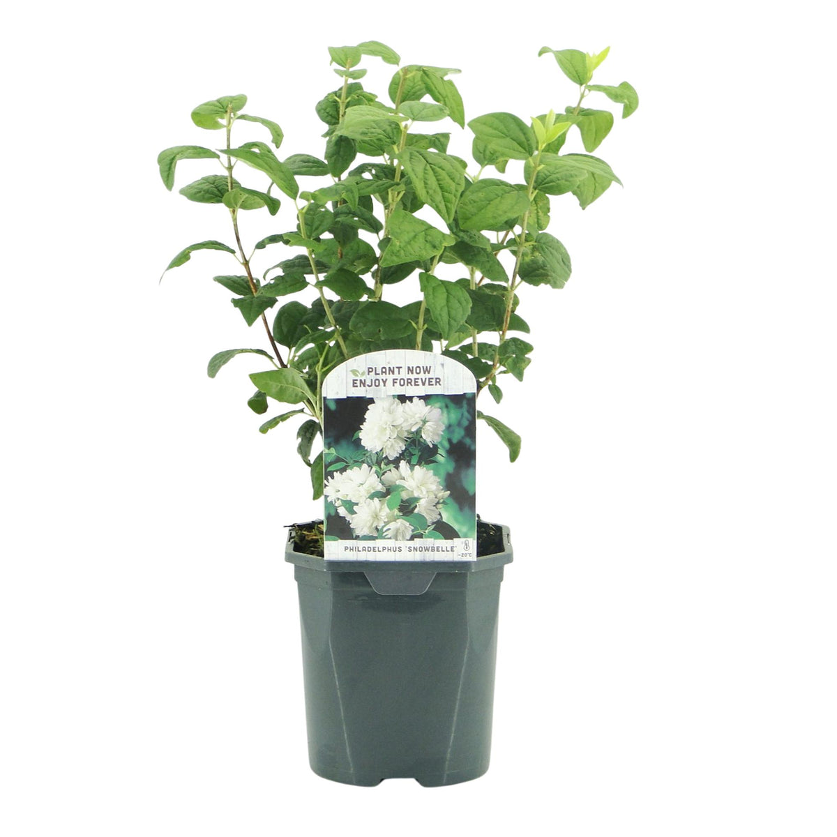 Philadelphus Snowbelle, detail van het blad