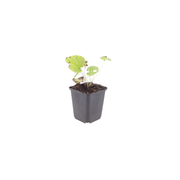 Brunnera macr. &
