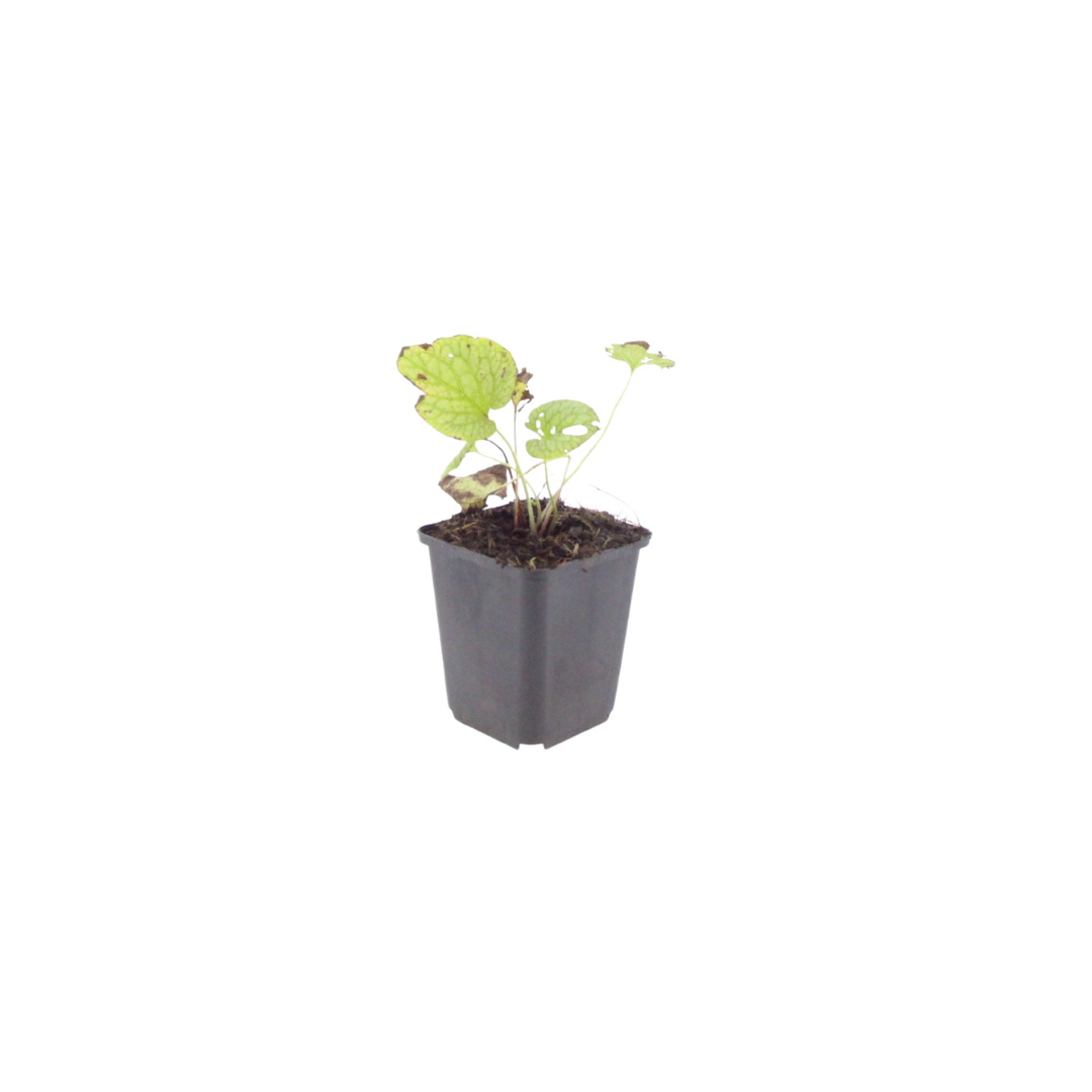 Brunnera macr. 'Jack Frost', groeiwijze van de plant