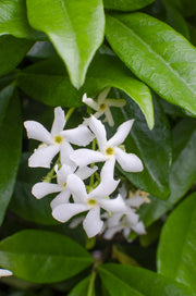 Trachelospermum &
