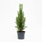 Productfoto van Mini-Kerstboom - Chamaecyparis