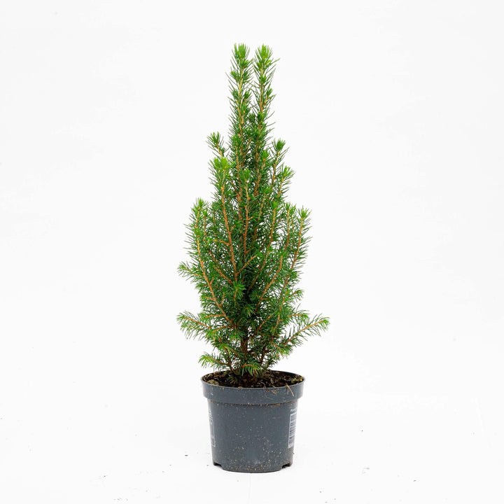 Mini-Kerstboom - Chamaecyparis