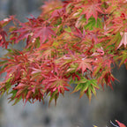 Acer palmatum Beni, compacte plant
