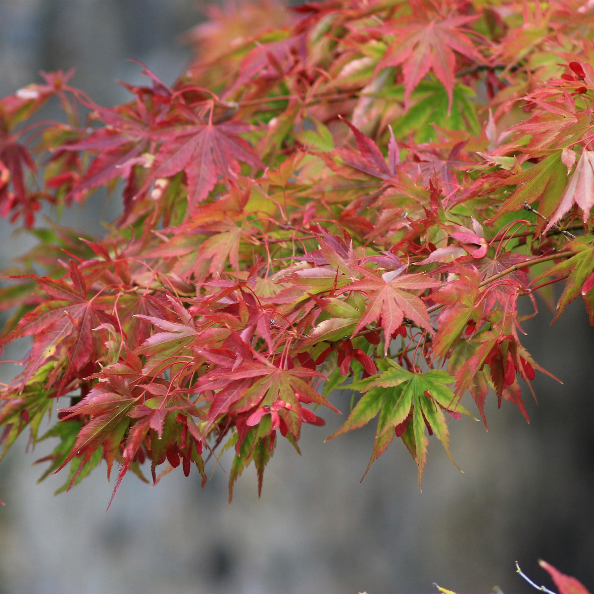 Acer palmatum Beni, compacte plant
