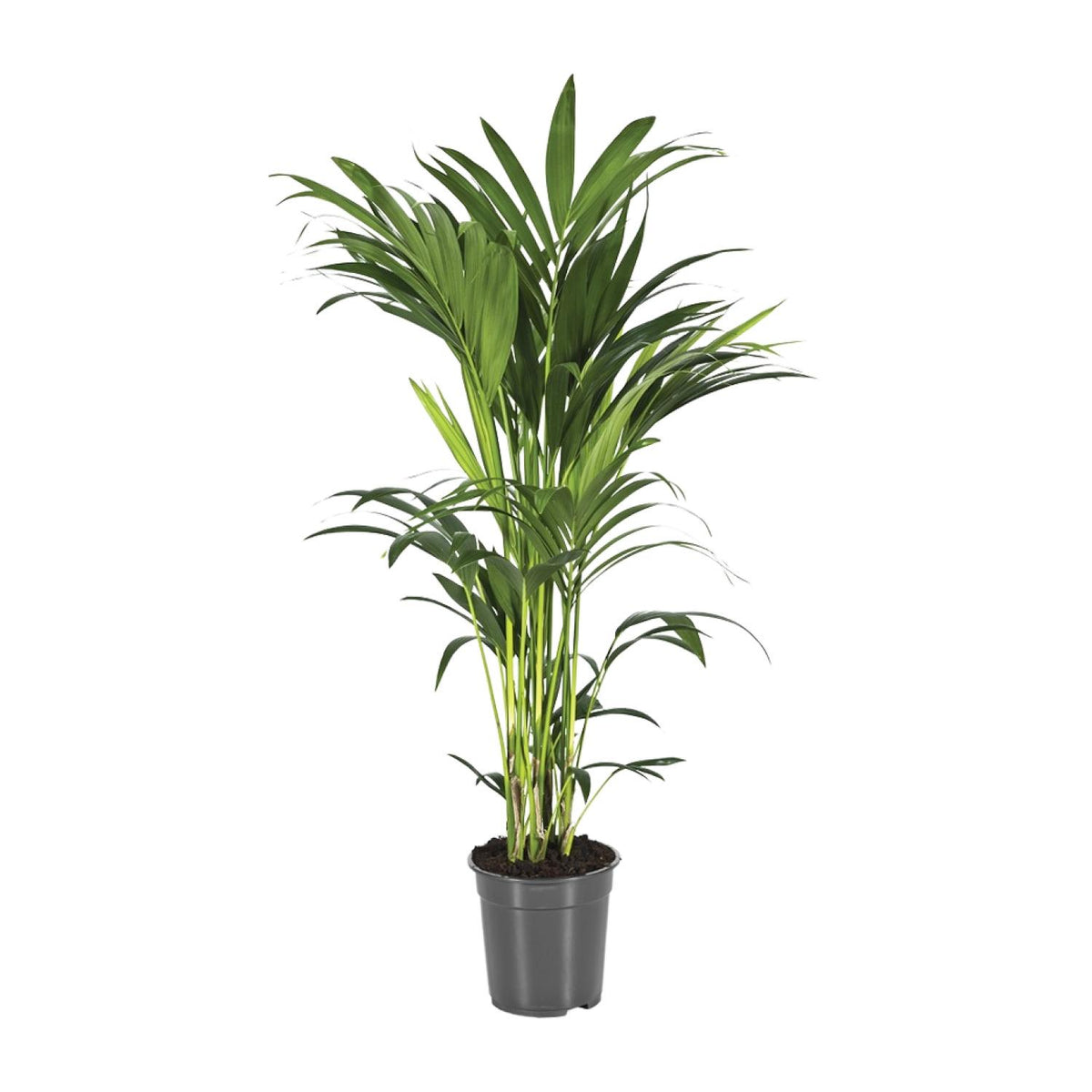 Productfoto van Howea Forsteriana