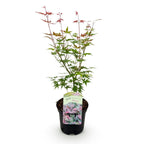 Japanse esdoorn Acer palmatum Phoenix, groene bladeren