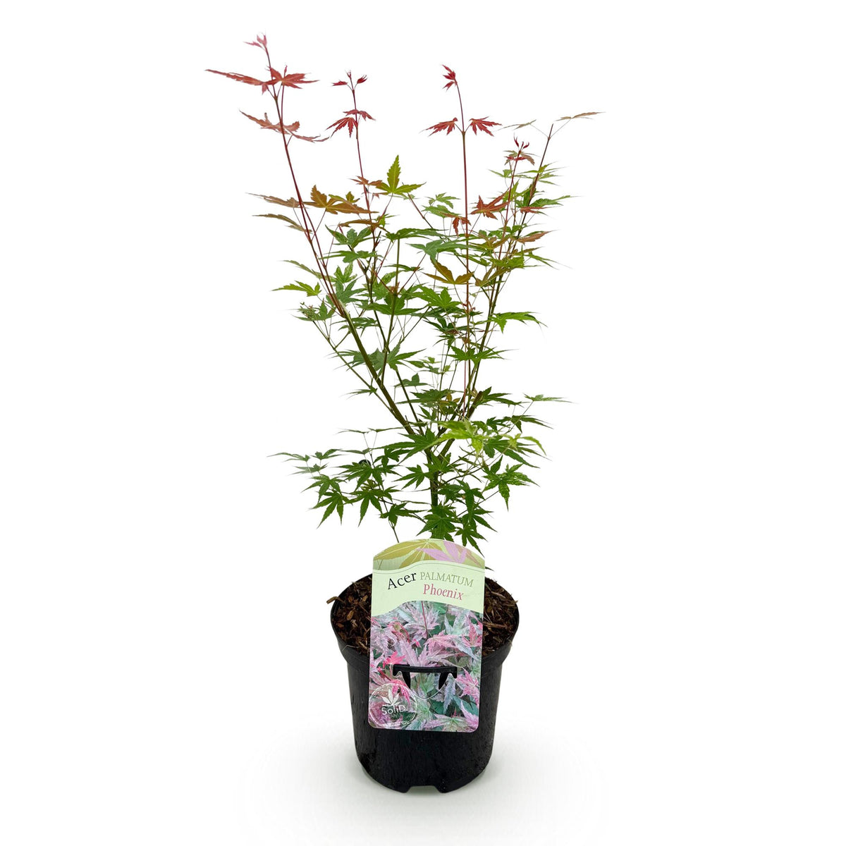 Japanse esdoorn Acer palmatum Phoenix, groene bladeren