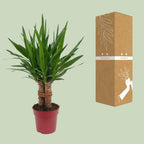 Detailfoto van Yucca "Tres Cañas" 30 Stam
