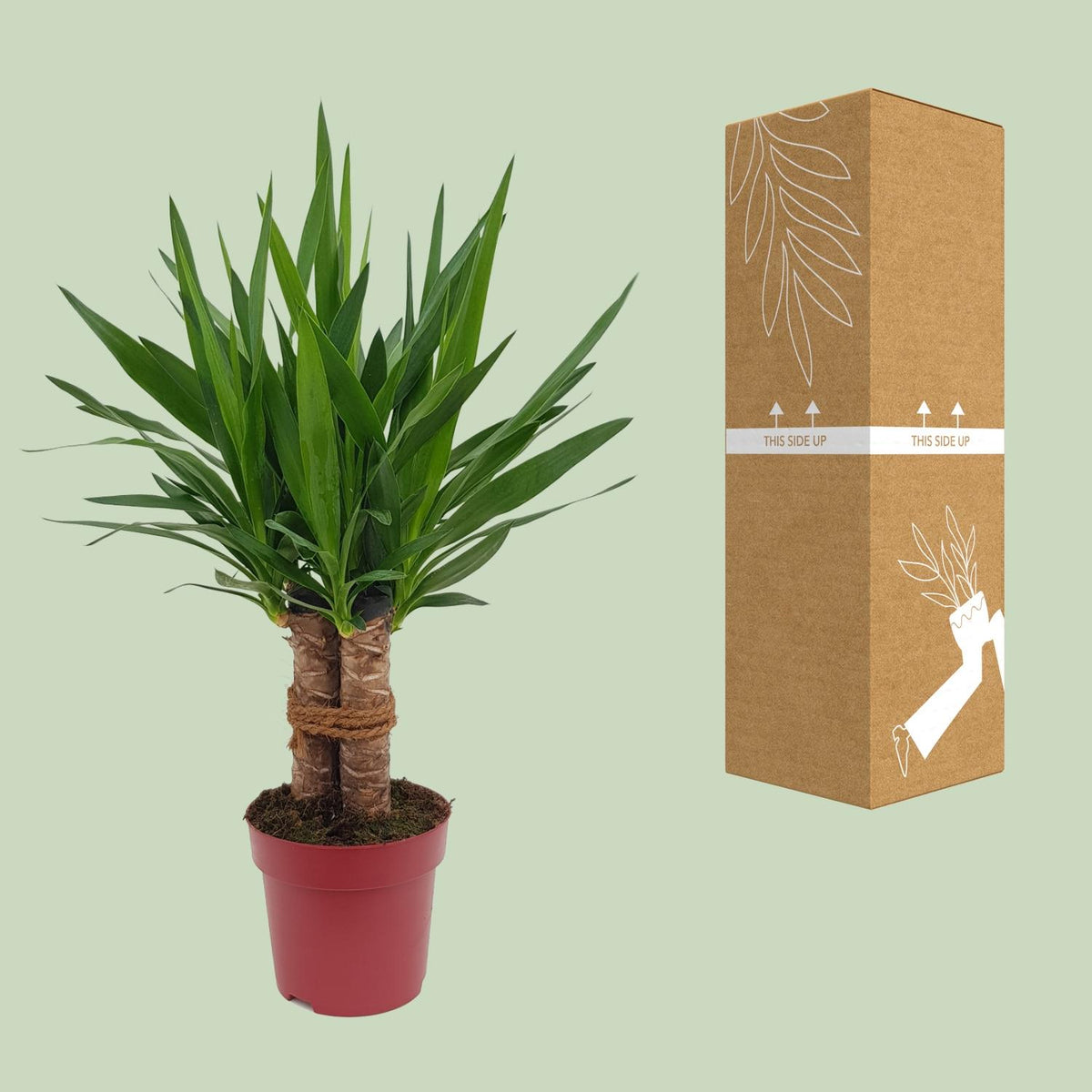Detailfoto van Yucca "Tres Cañas" 30 Stam