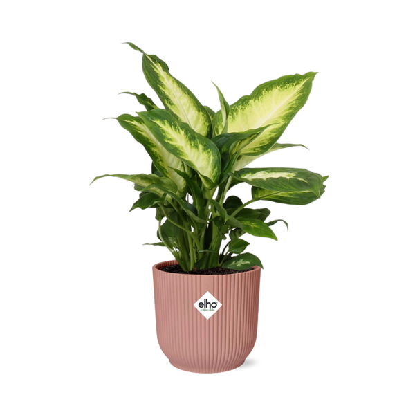Dieffenbachia ‘Camilla’ in ELHO Vibes Fold 14cm roze