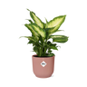 Dieffenbachia ‘Camilla’ in ELHO Vibes Fold 14cm roze